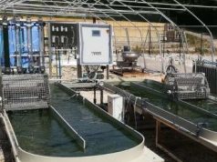 Ecco l’alga Spirulina, tentazione industriale nella terra di Canneto