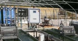 Ecco l’alga Spirulina, tentazione industriale nella terra di Canneto