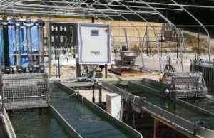 Ecco l’alga Spirulina, tentazione industriale nella terra di Canneto