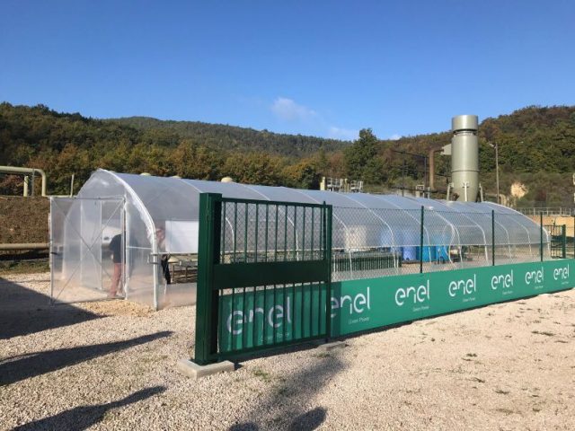 Geotermia: alga spirulina, conclusa la sperimentazione con risultati positivi