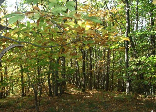 Montieri: «Così recuperiamo anche i castagneti abbandonati»