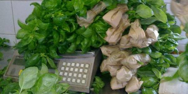 Erbe aromatiche ok: consumi multietnici ed export