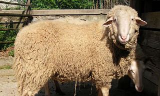 Finanziamenti regionali per la pecora pomarancina