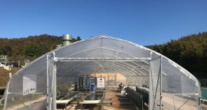 Geotermia, Alga Spirulina: La sperimentazione si è conclusa con risultati positivi