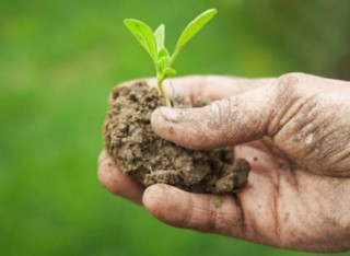 Biologico: in Toscana crescono produttori e consumi