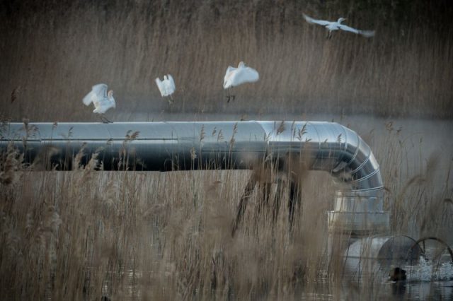 La geotermia che piace, anche agli aironi