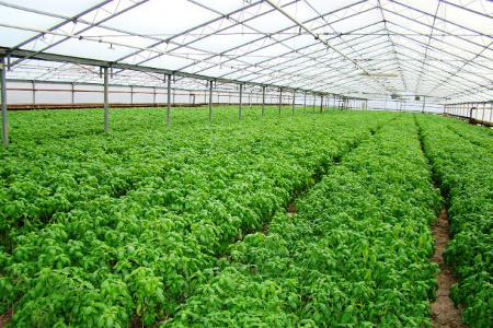 ''Geo Ser.Ra'' Lega Coop: un progetto di produzione ortofrutticola in serre fotovoltaiche riscaldate con la geotermia