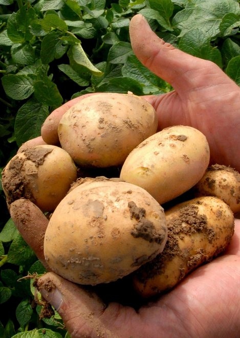 Amiata: La patata macchiaiola nasce qui