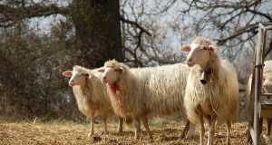 Lupi e predatori: contributi per i recinti