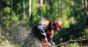 Forestali da tre mesi senza stipendio