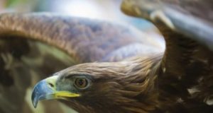 Aquile e pale eoliche possono coesistere