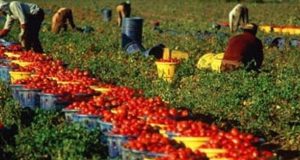 Lotta al caporalato, la Regione chiederà alla Ue più rigore nell’erogazione dei contributi agricoli