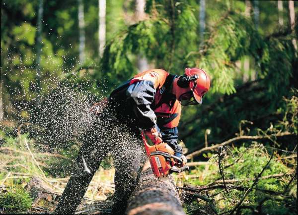 Forestali da tre mesi senza stipendio