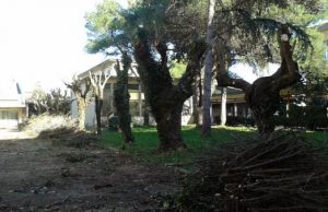 Verde: potature degli alberi nei giardini degli istituti scolastici