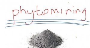 In Germania le piante si trasformano in piccole miniere