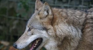 Greggi decimati, ecco i risarcimenti