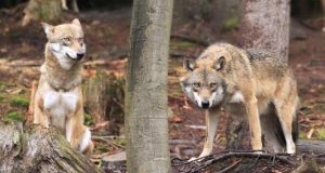 Amiata: Nuovi attacchi alle greggi
