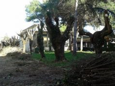 Verde: potature degli alberi nei giardini degli istituti scolastici