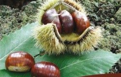 Amiata, Vino, olio e castagne: raccolti ok
