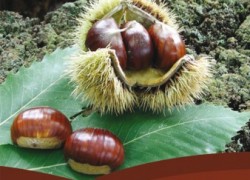 Amiata, Vino, olio e castagne: raccolti ok