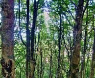 Amiata: Gelo fuori stagione, faggi bruciati