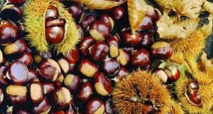 Castagne, speranza per il raccolto 2015