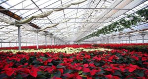 Floramiata, prosegue il lavoro per dare un futuro all’azienda