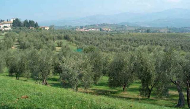Xylella, Remaschi:
