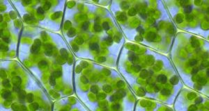 Micro-celle fotosintetiche, energia pulita imitando la Natura