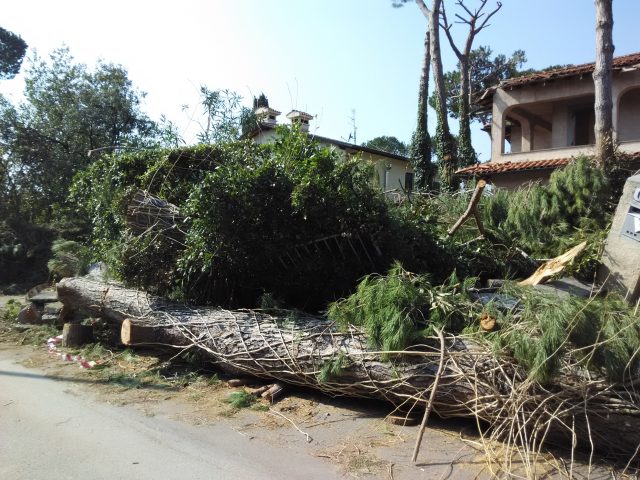 Foreste, 15 milioni di euro per i danni della tempesta di vento del 5 marzo 2015