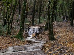 Aree boscate, la Giunta approva la nuova mappatura