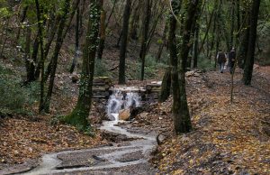Aree boscate, la Giunta approva la nuova mappatura