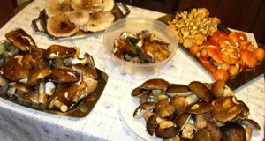 Monterotondo M.mo: Al via il corso per la raccolta dei funghi