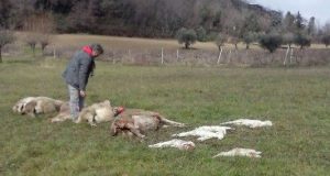 Maremma: Attacchi alle greggi, interrogato il Governo