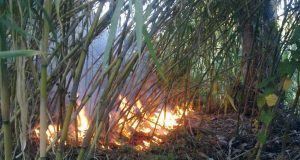 Amiata: Scatta il divieto assoluto di accendere fuochi