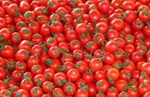 Geotermia, Agricoltura, Toscana: Pomodori geotermici a Monterotondo Marittimo, è iniziata la realizzazione delle serre