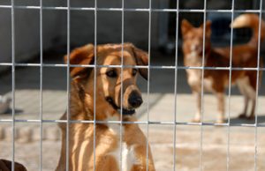 Gestione canili sanitari e rifugio: Volterra e Montecatini Valdicecina uniscono le forze