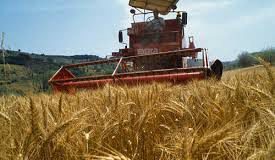 Crolla il prezzo del grano