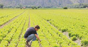 L’agricoltura si fa giovane