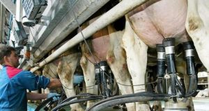 Online i due bandi: 28,5 milioni per le imprese agricole
