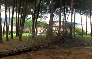 Sani: «Dopo 17 anni con la legge forestale i boschi diventano una risorsa»