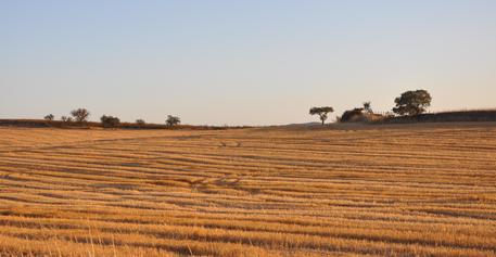 Innovazione agricoltura, prorogato bando