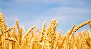 Crisi grano: stop alle importazioni per due settimane