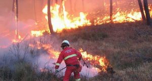 Quindici incendi in Toscana nello scorso fine settimana. Remaschi: “Massima prudenza”