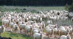 Agricoltura: Aiuti per le “sentinelle” alla Blue Tongue