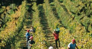 Vendemmia in Toscana, Coldiretti: meno 5%, ma cresce la qualità