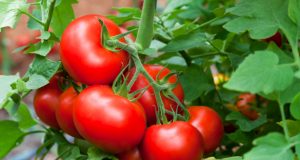 Agricoltura: In Toscana esperimenti di agricoltura ecosostenibile con la geotermia