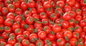 In Toscana esperimenti di agricoltura ecosostenibile con la geotermia