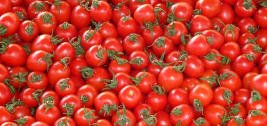 In Toscana esperimenti di agricoltura ecosostenibile con la geotermia