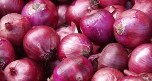 Agricoltura in Amiata: Torna la coltivazione della cipolla